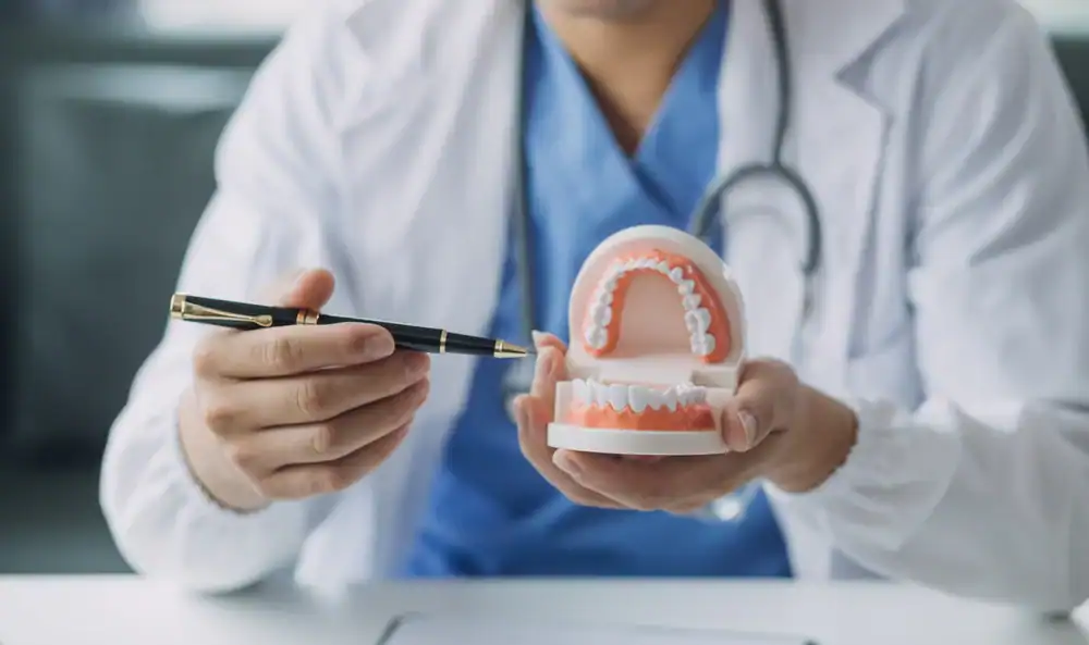A dentist in a white coat and blue scrubs holds a dental model, using a pen to point at the model’s teeth as the dentist illustrates proper dental care or treatment.